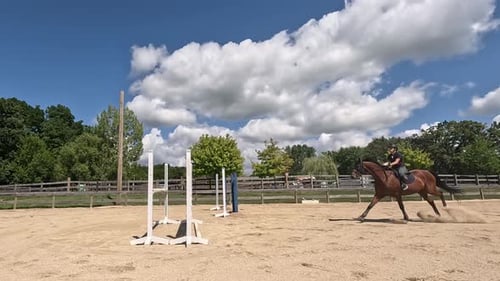 Pferd springt über Hürde