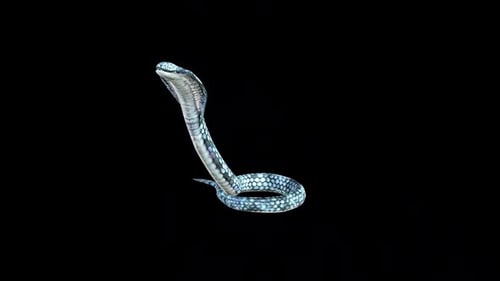 King Cobra Bite Attack