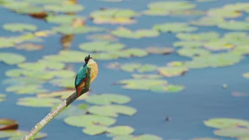 Slow motion view of Kingfisher in Friesland Netherlands perched over pond with lily pads in backgrou