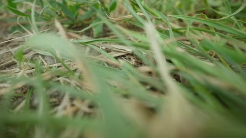 Ant Climbing Grass Stems in Shallow Focus