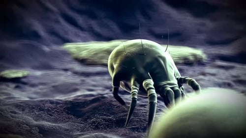 Des acariens microscopiques rampant sur une surface sombre texturée