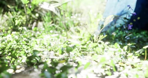 Lush Green Vegetation Thriving in a Sunlit Natural Environment