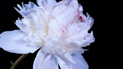 Beautiful White Peony Flower Blooming in Timelapse Close up on a Black Background. Alpha Matte