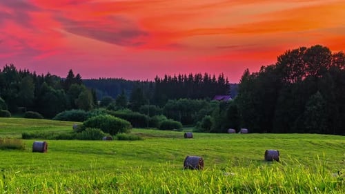 Epic time-lapse of canola field with golden sunset hiding behind forest trees - Clouds at sky lighti