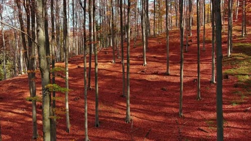 Flying Through Bright Autumn Forest