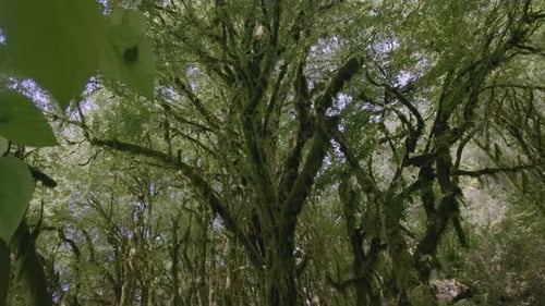 Tree Bark with Moss in the Jungle CREATIVE Moss Grows in the Green Forest A Lichen Grows on a Branch