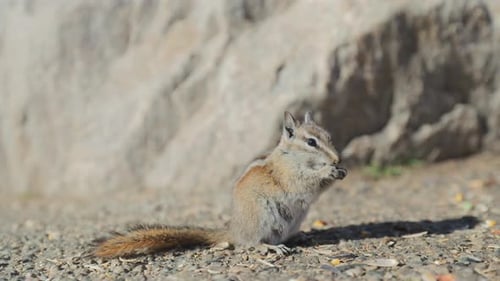 Ein neugieriges Streifenhörnchen, das köstliche Snacks genießt und gleichzeitig seinen wunderschönen natürlichen Lebensraum beobachtet