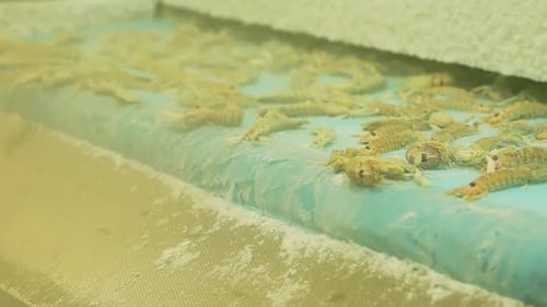 Shrimp roll off of conveyor belt into trays after being flash frozen in factory