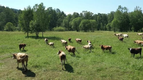 Cows Walking in the Field Above View of Cows on Grazing in Summer