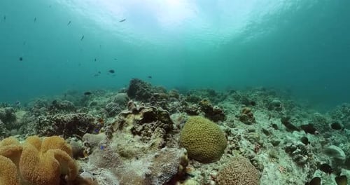 Coral Reef and Marine Fish Underwater World