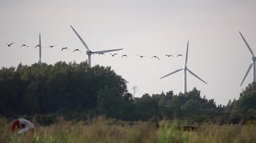 Birds flying around wind turbines, Sweden