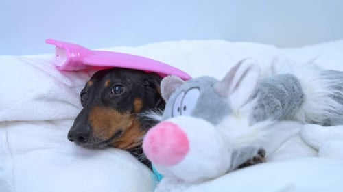 Dachshund Dog Resting on Bed With Compress