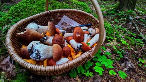 Basket full of boletus mushroom on forest floor, close up