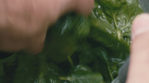 Hands Washing Fresh Spinach Leaves under Running Water