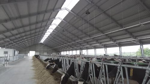 Cows on a modern automatic diary farm with robots. Cow milking system