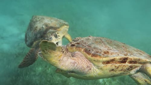 Loggerhead Sea Turtles Fighting In Wild Caribbean Blue Ocean