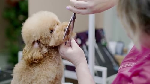 Poodle Getting a Haircut at Pet Grooming Business