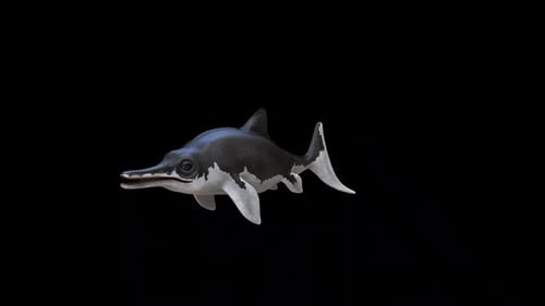 Ichthyosaurus Communis Swim Loop