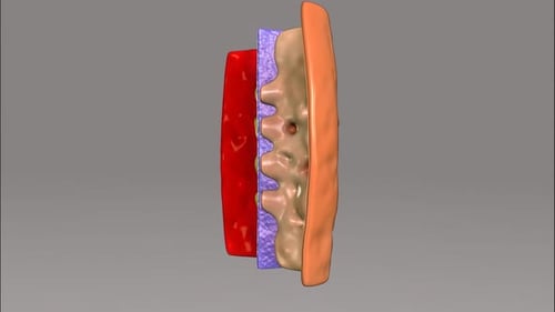 Dynamic 3D Biological Cell Process Animation
