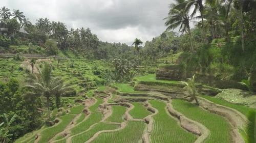 Awesome view of scenic rice terraces in Bali, Indonesia