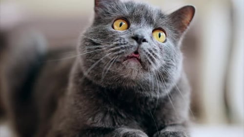 Adorable Gray Cat Relaxing at Home