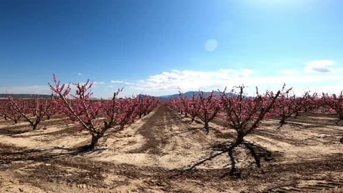 Hain voller blühender Obstbäume unter blauem Himmel und Sonnenschein.