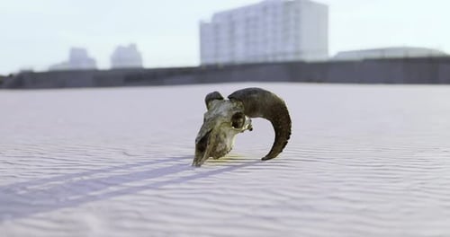 Skull of a Ram Rests on Sandy Terrain During Golden Hour Near Urban Area