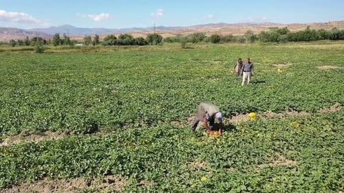 Aerial View Of Workers Harvesting Melons In The Farmland