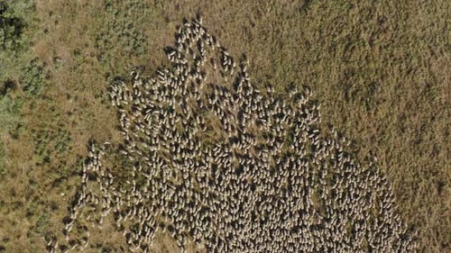 Sheep grazing on a mountainside pasture, Aerial view.