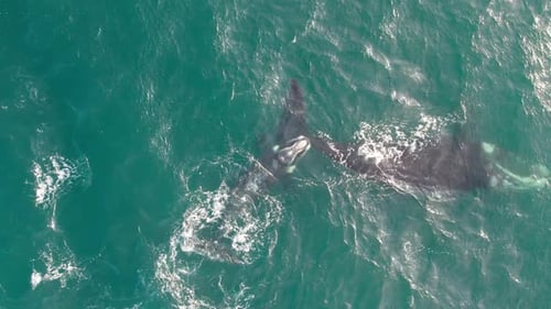 Whale Mother and Calf Swimming Together in Ocean