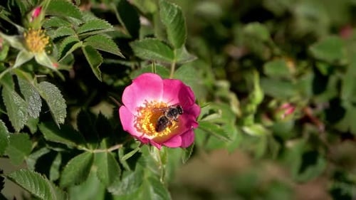 Bee Collecting Pollen From a Pink Flower