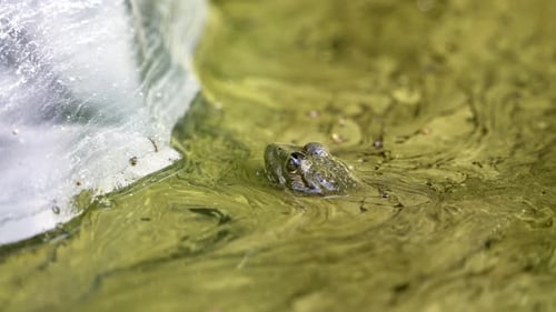 Close-up of the muzzle of a green frog peeking out of a swamp.