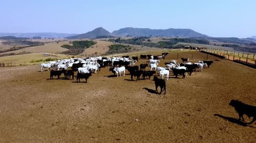 Nelore Breed, brasilianische Viehzuchtbetriebe für die Rindfleischproduktion