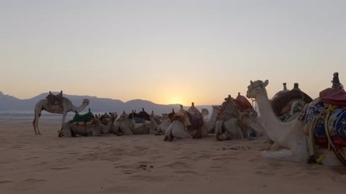 Camel Desert Sunrise
