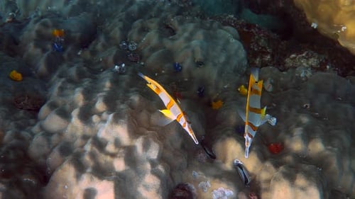 Pair of Copperband Butterflyfish or Chelmon Rostratus Fish with Long Nose in Sea