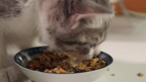Small Gray Kitten Eating Dry Cat Food