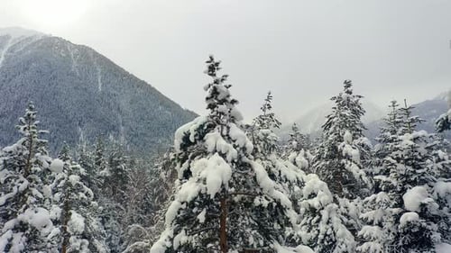 Beautiful snow scene forest in winter. Flying over of pine trees covered with snow.