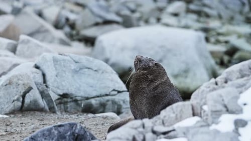 Wild Fur Seal Lounges on Rocky Shoreline