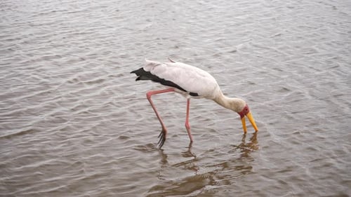 Yellow-Billed Stork Wades in Rippling Water