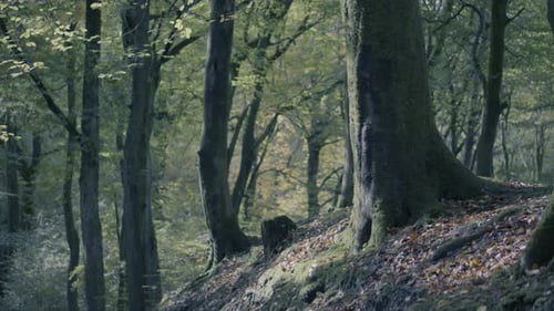 An autumnal forest in North West England with yellow leaves and trees