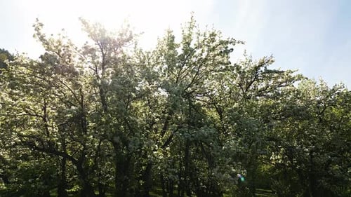 Belle journée de printemps dans un verger rempli d'arbres fruitiers en fleurs sous le soleil