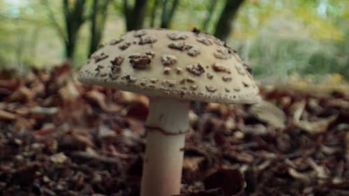Mushroom Growing on Forest Floor in Autumn