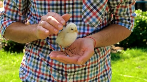 Man Gently Holds a Baby Chick Outdoors