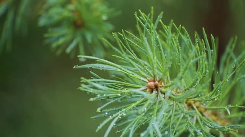 A close-up shot of the pine tree branch strewn with raindrops. Slow-motion, orbit.