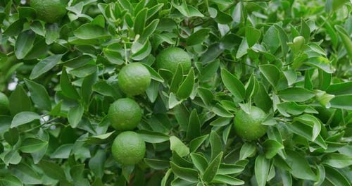 Close up shot of a bright green limes growing on a lush green tree next to some limes that are not r