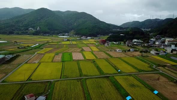 Sake Rice Fields in Autumn Japan rainy day, Nature Stock Footage ft ...
