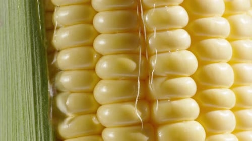 Corn cob and green leaf, a drop of water flows down the grains, macro shot