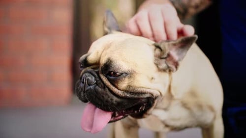 French Bulldog Enjoying a Pet on the Head