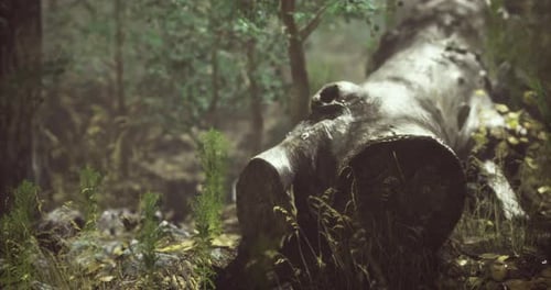 Forest Log Resting Among Greenery in a Tranquil Natural Setting