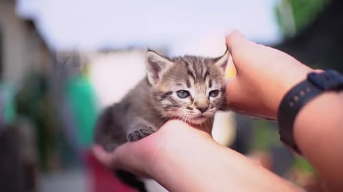 Süße kleine Katzenbabys halten das Porträt einer Frau an den Händen fest. Entzückendes Porträt neugeborener Kätzchen
.
